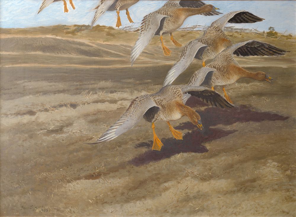 Wild Geese 1905 art print by Bruno Liljefors for $57.95 CAD