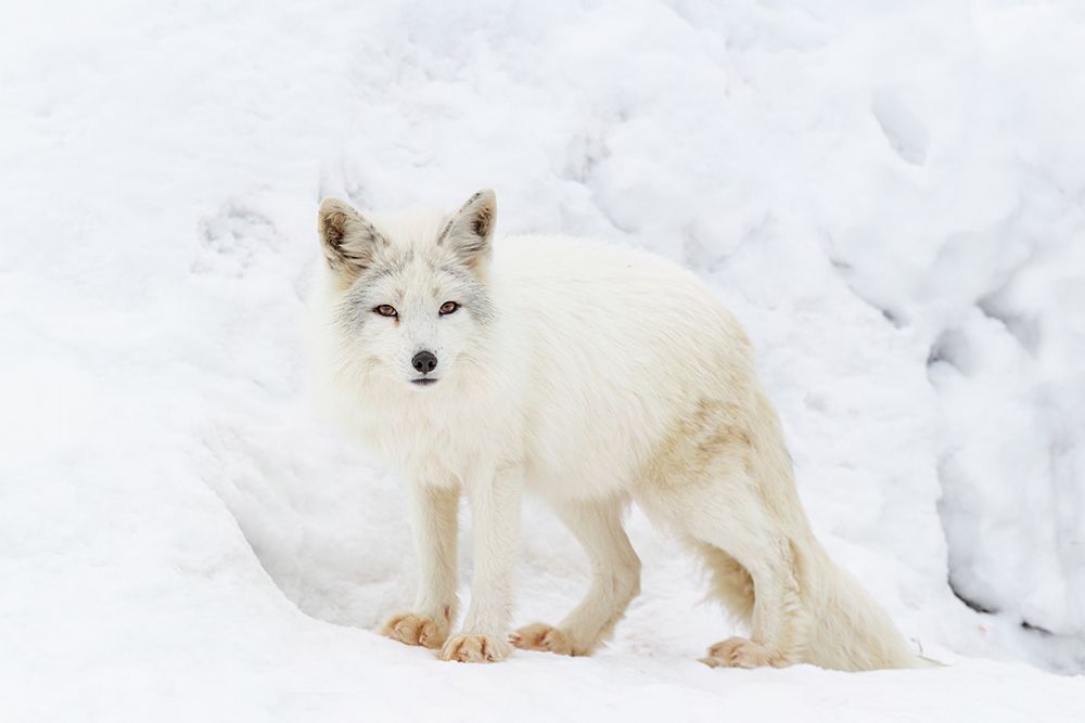 Arctic Fox art print by Jim Cumming for $57.95 CAD