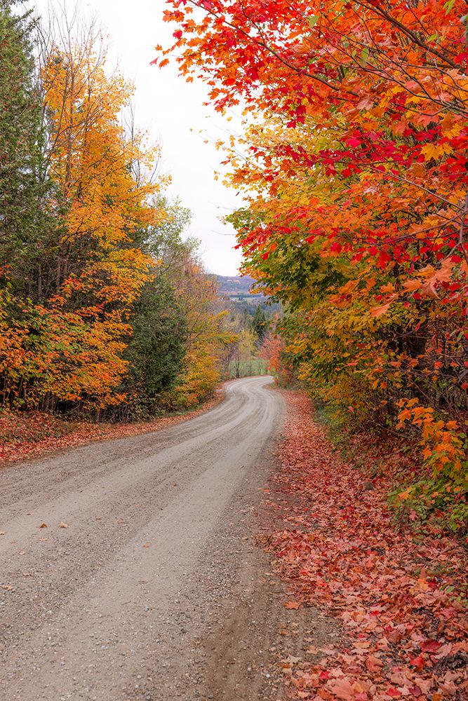 Autumn Along a Country Road art print by Jim Cumming for $57.95 CAD