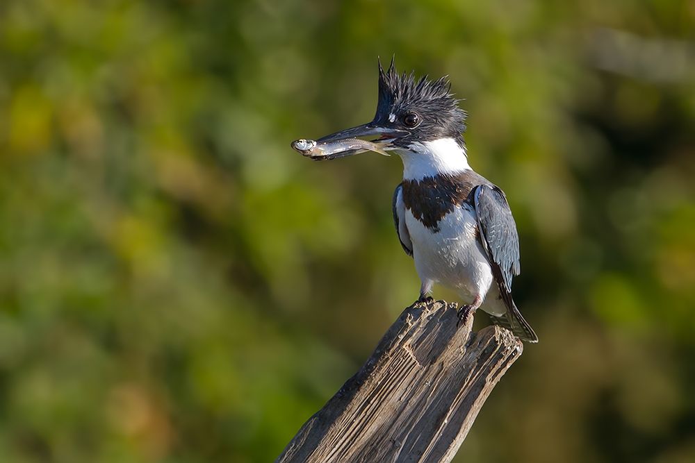 Belted Kingfisher art print by Jim Cumming for $57.95 CAD