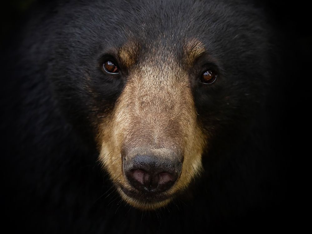 Black Bear Closeup art print by Jim Cumming for $57.95 CAD