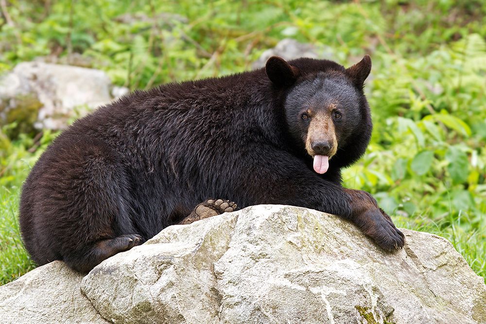 Black Bear art print by Jim Cumming for $57.95 CAD