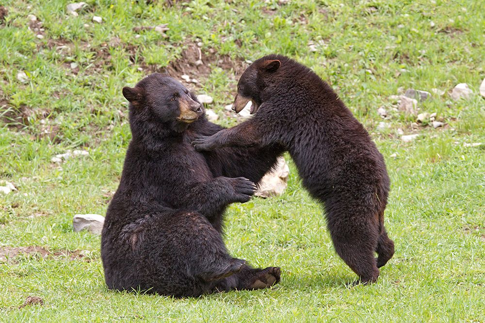 Black Bears art print by Jim Cumming for $57.95 CAD