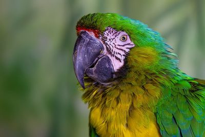 Animals & Wildlife prints and posters
