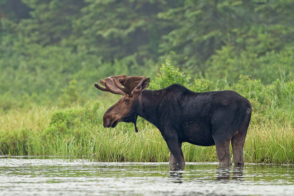 Bull Moose Algonquin Park I art print by Jim Cumming for $57.95 CAD