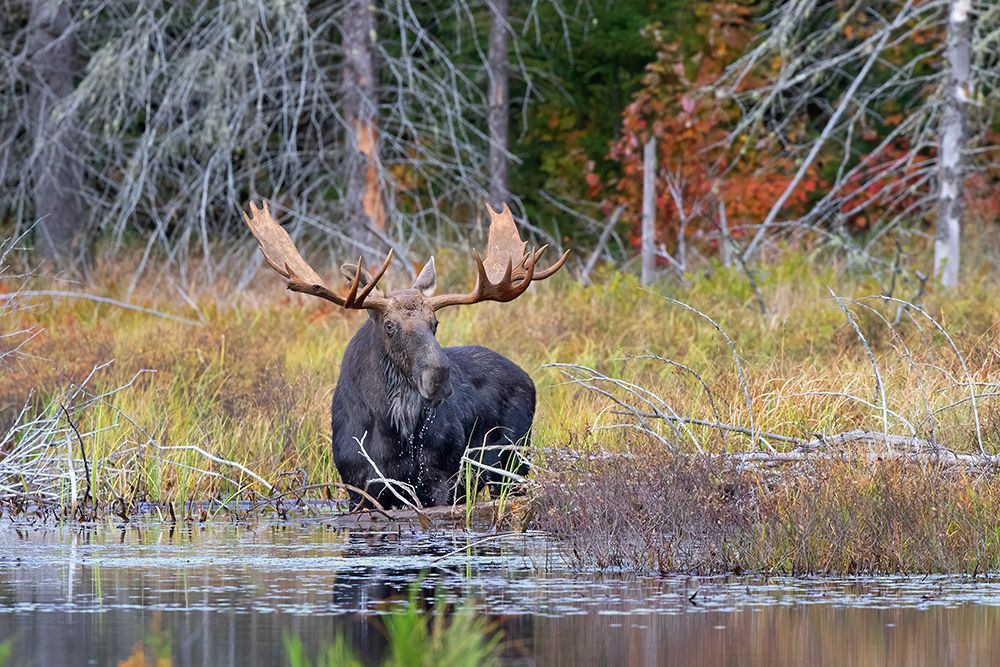Bull Moose Foraging in Algonquin Park art print by Jim Cumming for $57.95 CAD