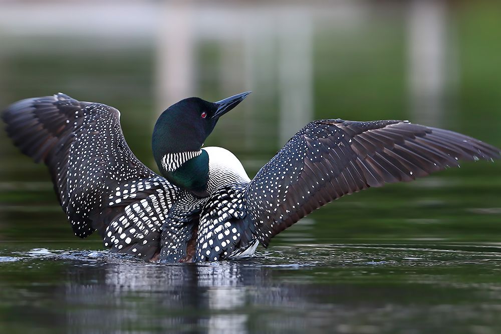 Common Loon Flapping art print by Jim Cumming for $57.95 CAD