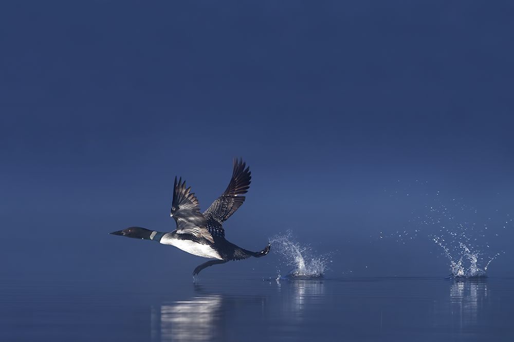 Common Loon in Flight art print by Jim Cumming for $57.95 CAD