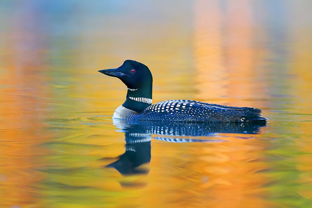 Common Loon Water Colors art print by Jim Cumming for $57.95 CAD