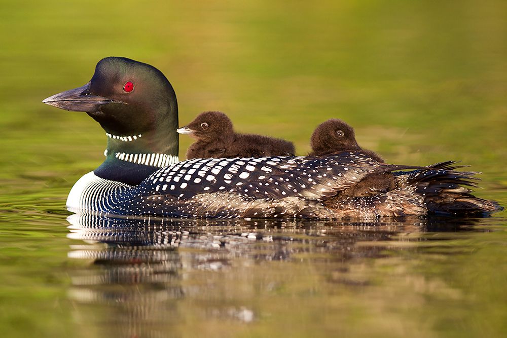 Common Loon with Chicks art print by Jim Cumming for $57.95 CAD