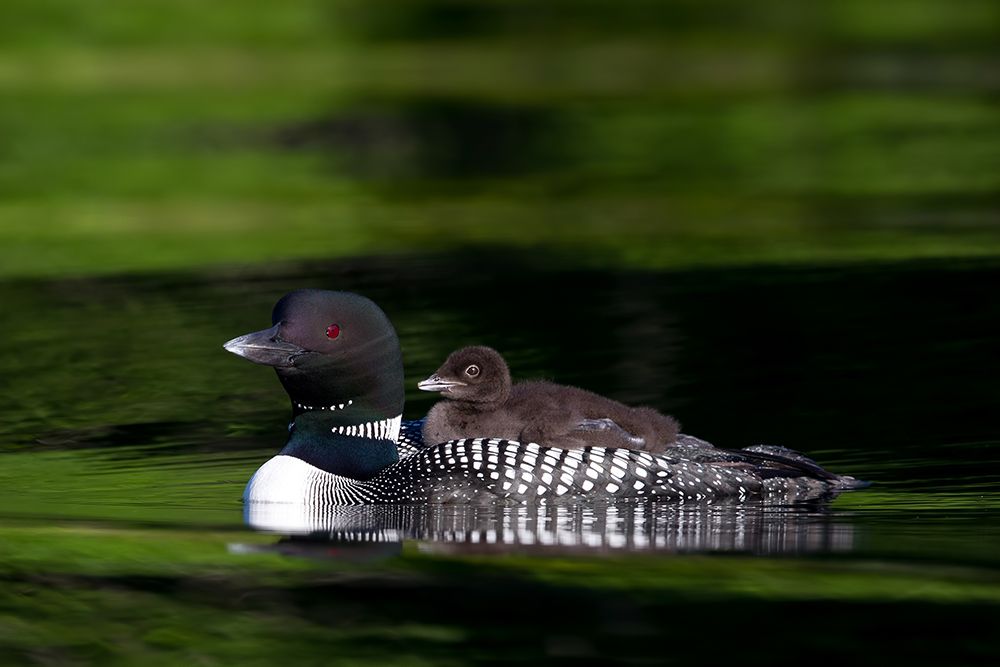 Common loon with her Chick art print by Jim Cumming for $57.95 CAD