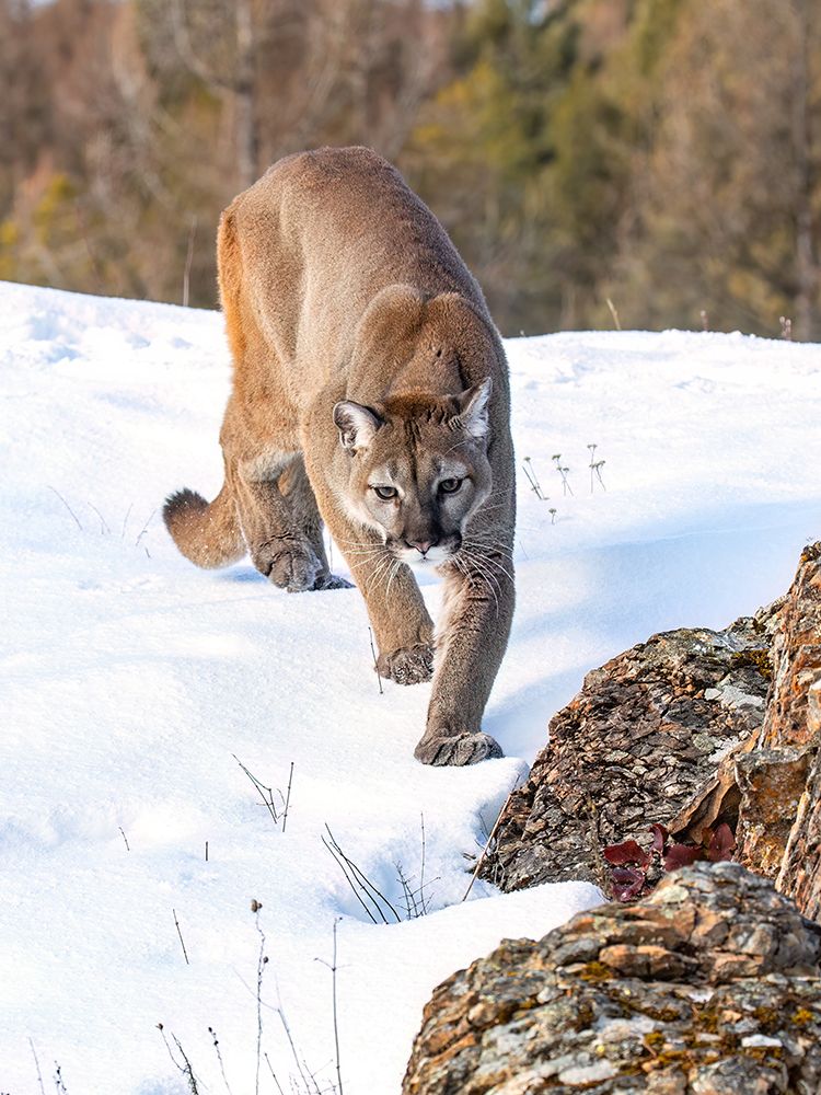 Cougar Hunting in the Snow art print by Jim Cumming for $57.95 CAD
