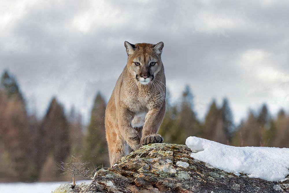 Cougar in Winter art print by Jim Cumming for $57.95 CAD