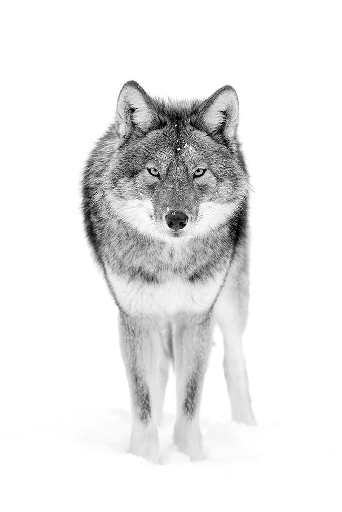 Coyote The Stare art print by Jim Cumming for $57.95 CAD
