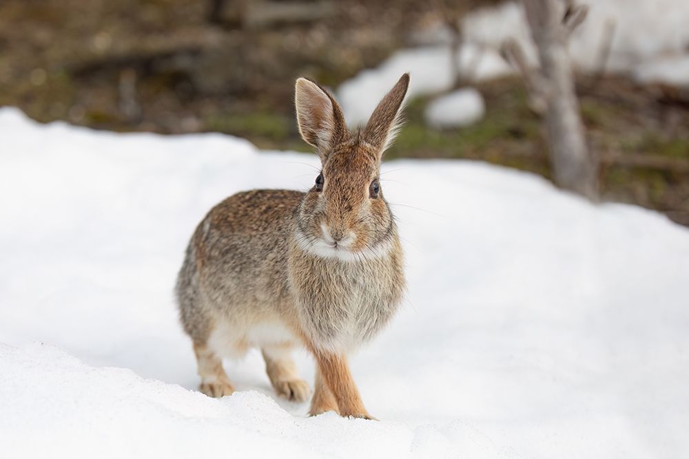 Eastern Cottontail Rabbit I art print by Jim Cumming for $57.95 CAD