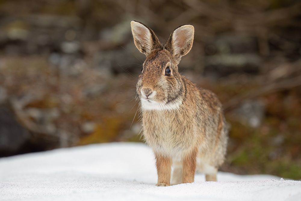 Eastern Cottontail Rabbit II art print by Jim Cumming for $57.95 CAD