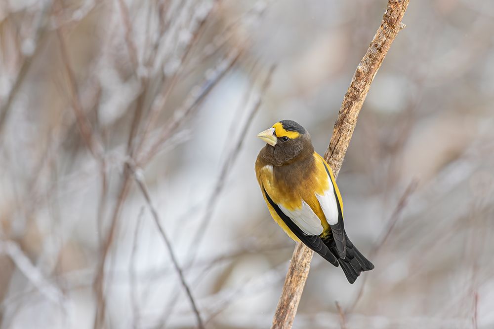 Evening Grosbeak Male art print by Jim Cumming for $57.95 CAD