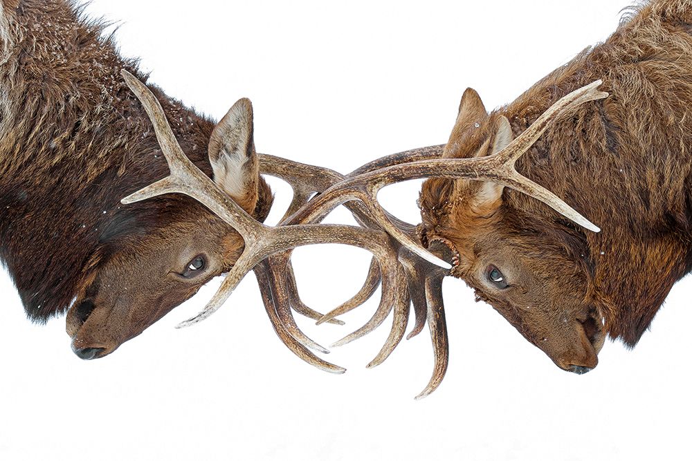 Eye to Eye Elk Fight art print by Jim Cumming for $57.95 CAD