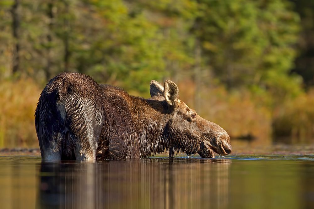 Female Moose Foraging in Algonquin Park art print by Jim Cumming for $57.95 CAD