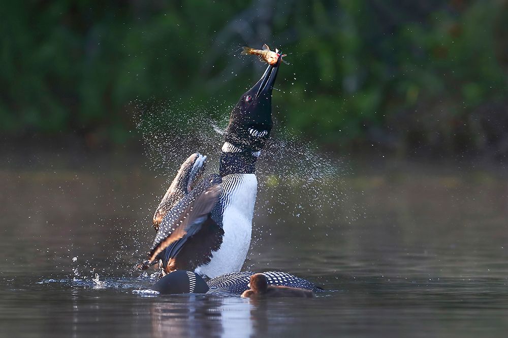 FIsh on, Common Loon art print by Jim Cumming for $57.95 CAD