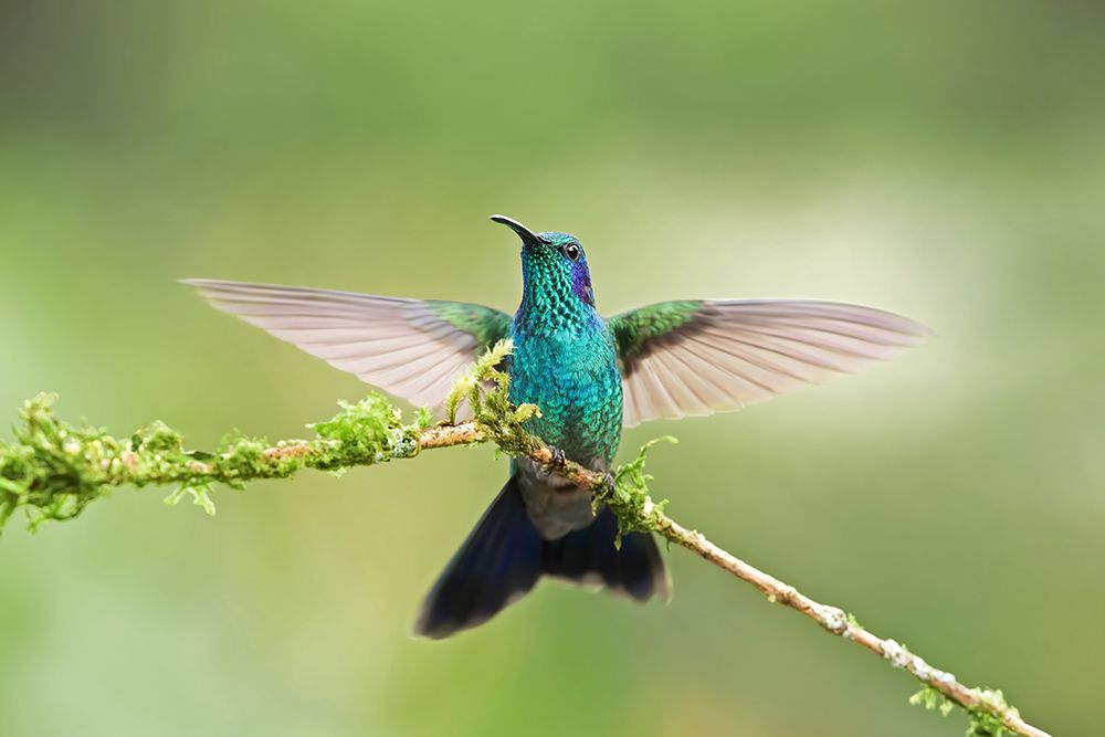 Green Violet-Ear Hummingbird - Costa Rica I art print by Jim Cumming for $57.95 CAD
