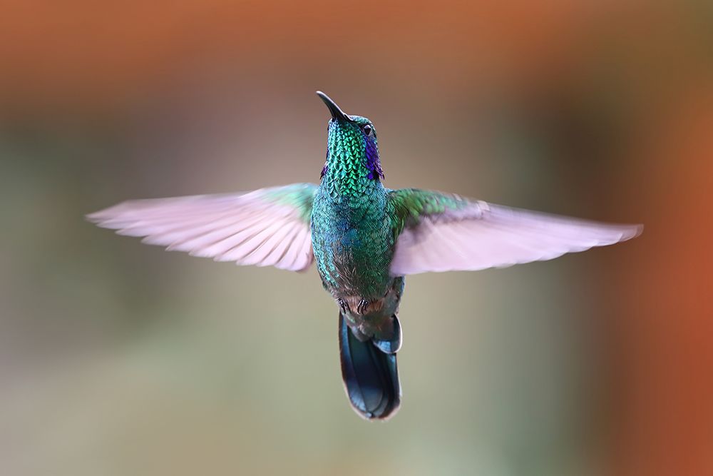 Green Violet-Ear Hummingbird - Costa Rica II art print by Jim Cumming for $57.95 CAD