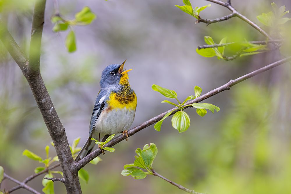 Northern Parula Singing art print by Jim Cumming for $57.95 CAD