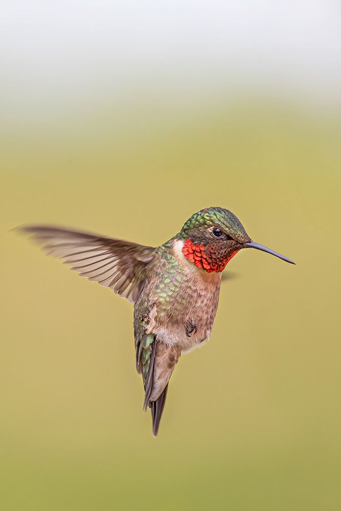 Ruby-throated Hummingbird art print by Jim Cumming for $57.95 CAD