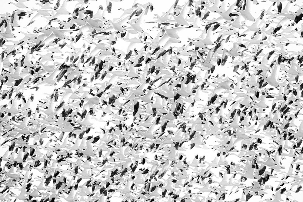 Snow Geese Eruption art print by Jim Cumming for $57.95 CAD