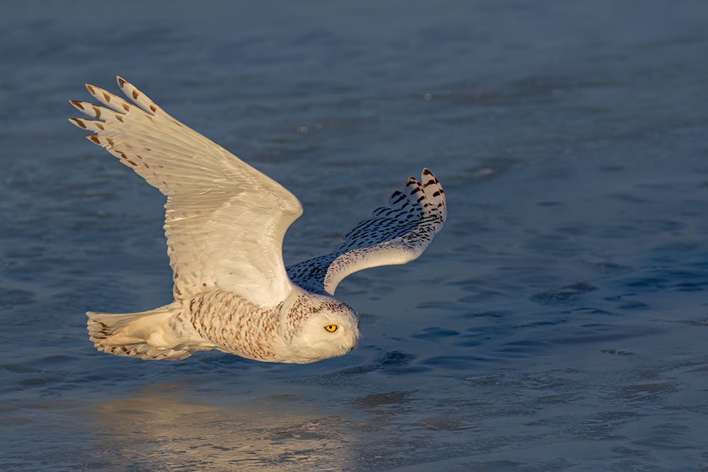 Snowy Owl Gliding over Ice art print by Jim Cumming for $57.95 CAD