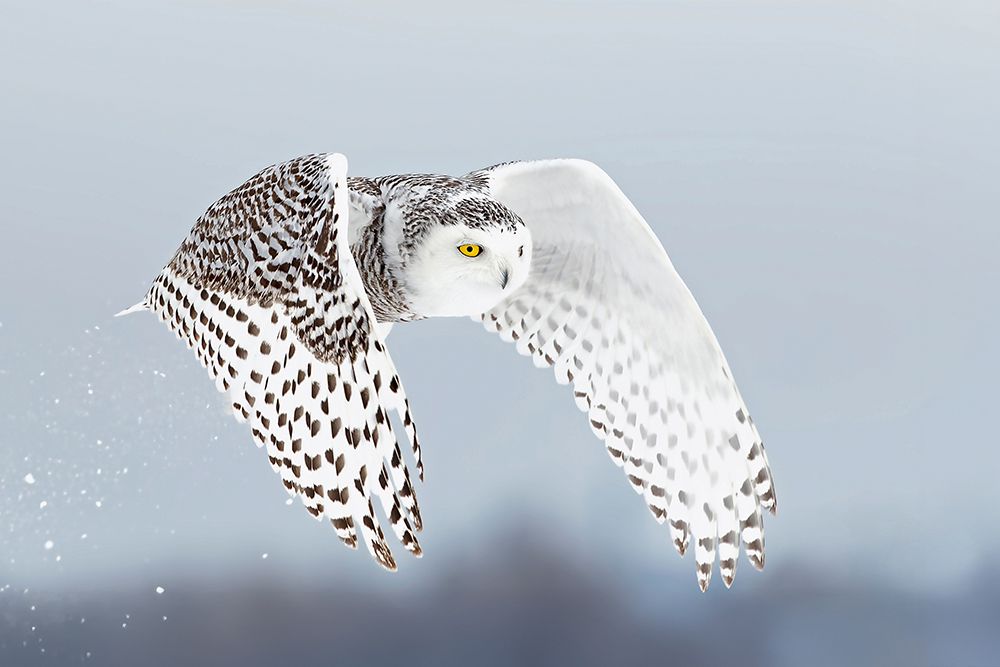 Snowy Owl Liftoff art print by Jim Cumming for $57.95 CAD