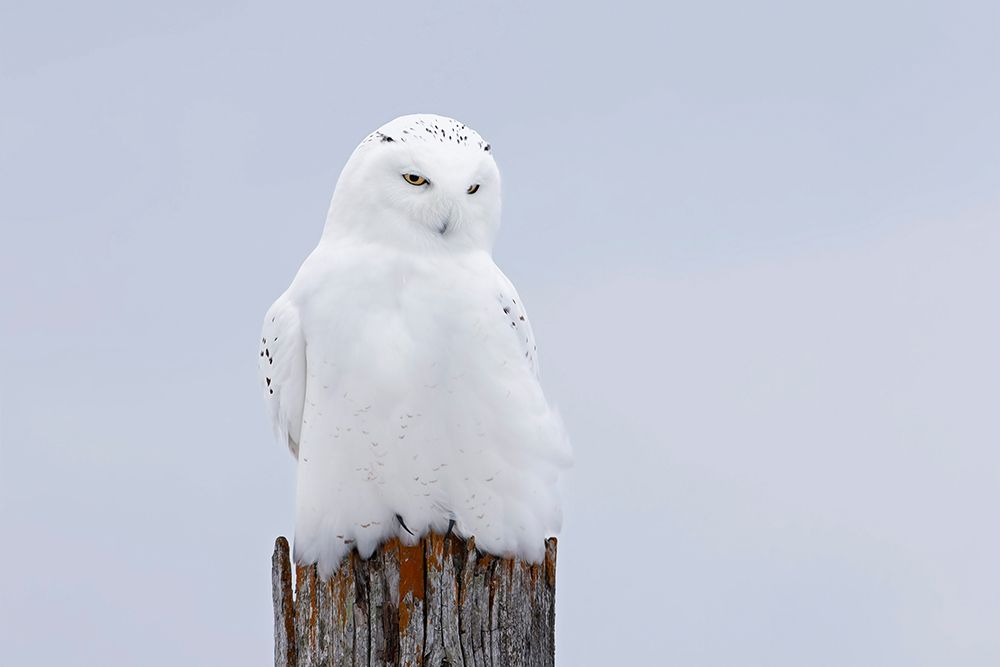 The Ghost Snowy Owl art print by Jim Cumming for $57.95 CAD