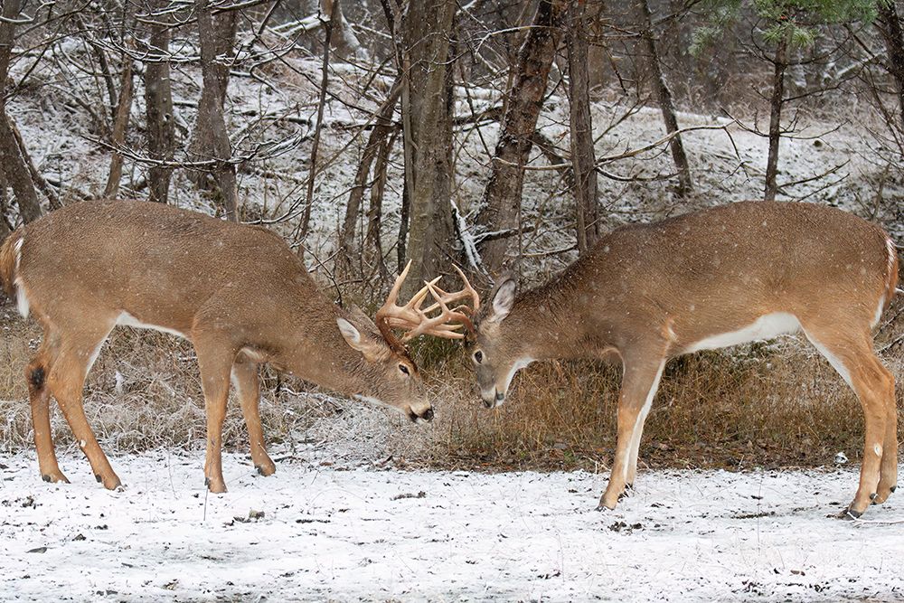 The Joust - White-Tailed Deer Fight art print by Jim Cumming for $57.95 CAD