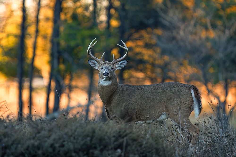 White-tailed Buck at Sunset art print by Jim Cumming for $57.95 CAD