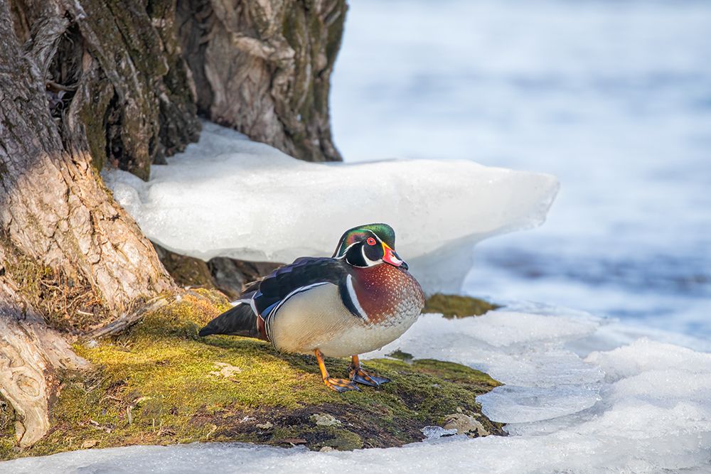Wood Duck by the River art print by Jim Cumming for $57.95 CAD