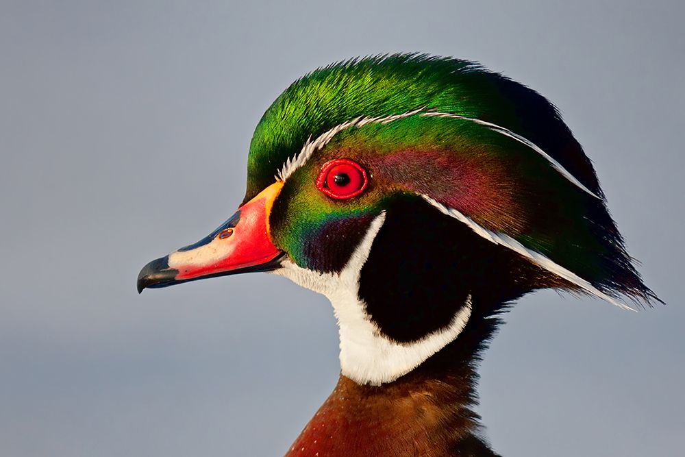 Wood Duck Closeup art print by Jim Cumming for $57.95 CAD