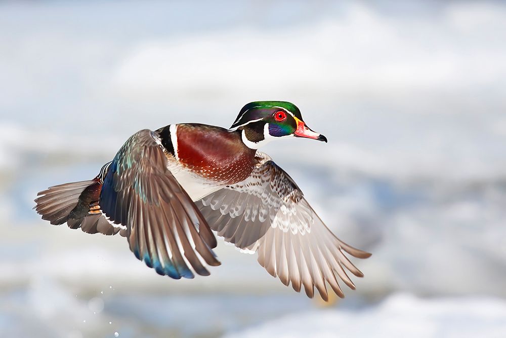 Wood Duck Flight art print by Jim Cumming for $57.95 CAD