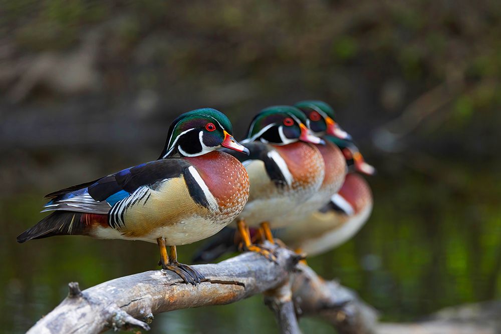 Wood Ducks in a Row art print by Jim Cumming for $57.95 CAD