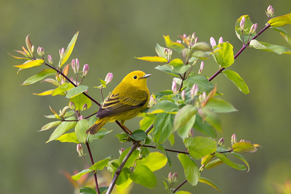 Yellow Warbler in Spring art print by Jim Cumming for $57.95 CAD