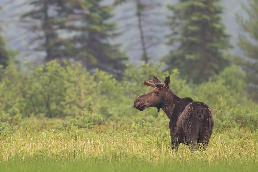 Young Moose in Algonquin Park art print by Jim Cumming for $57.95 CAD