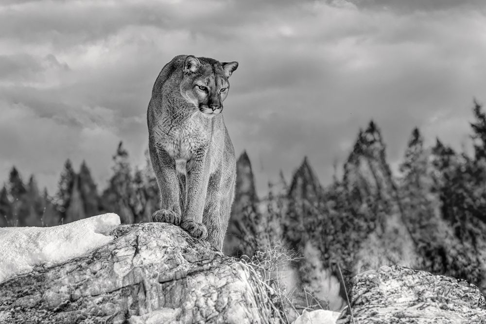 Cougar on Snowy Mountain art print by Jim Cumming for $57.95 CAD