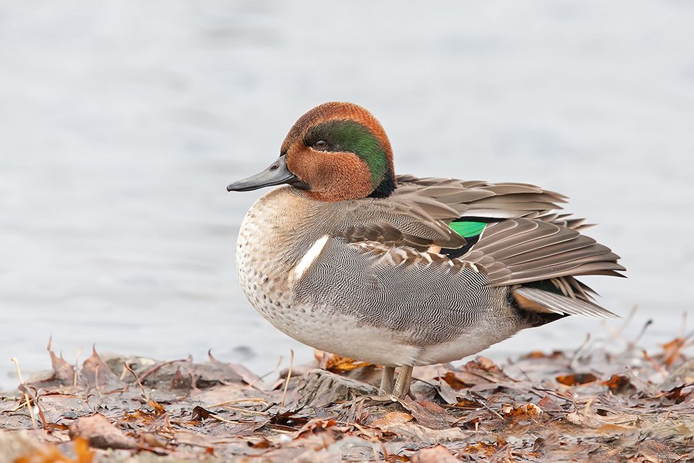 Green Winged Teal art print by Jim Cumming for $57.95 CAD