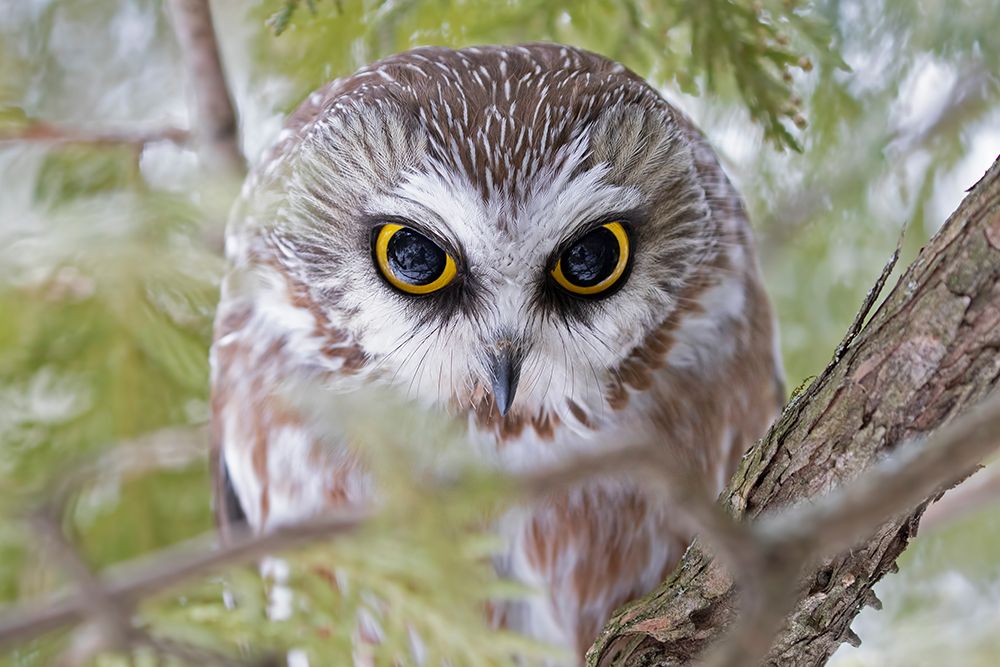 Northern Saw-Whet Owl in Winter art print by Jim Cumming for $57.95 CAD