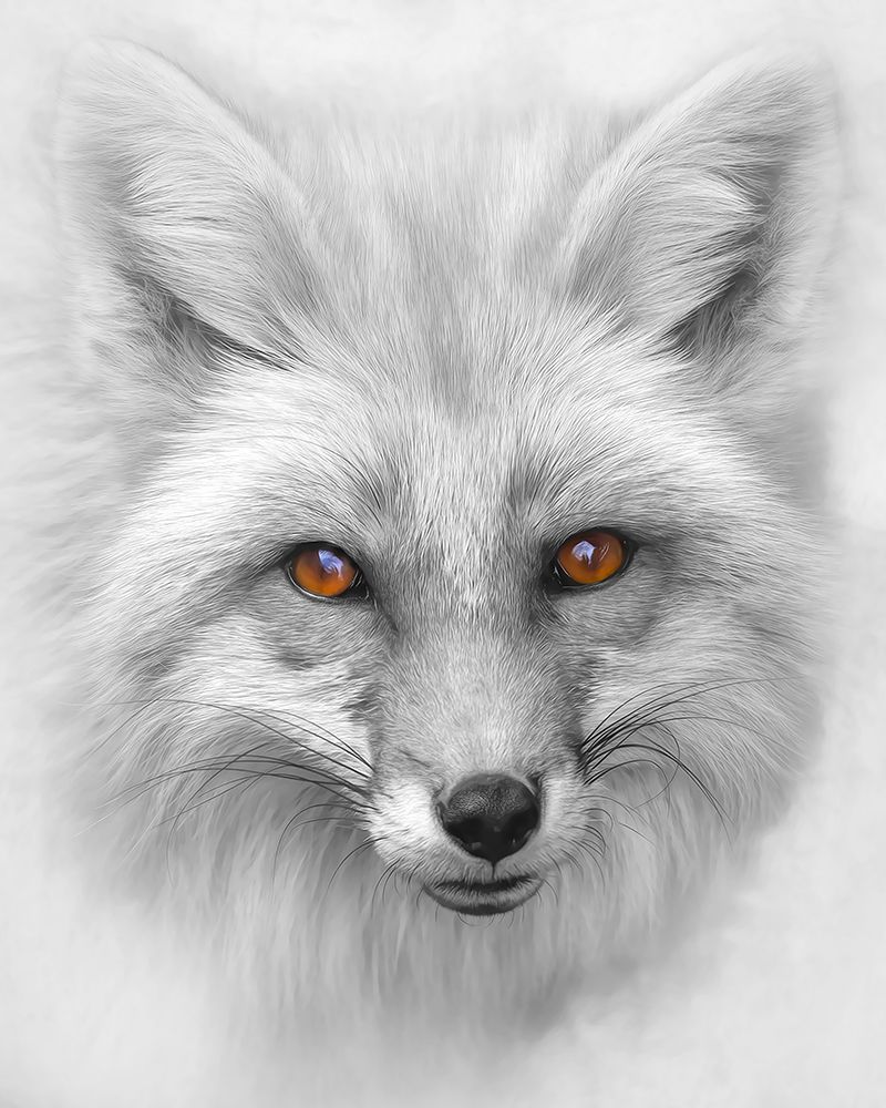 Red Fox Black and White art print by Jim Cumming for $57.95 CAD