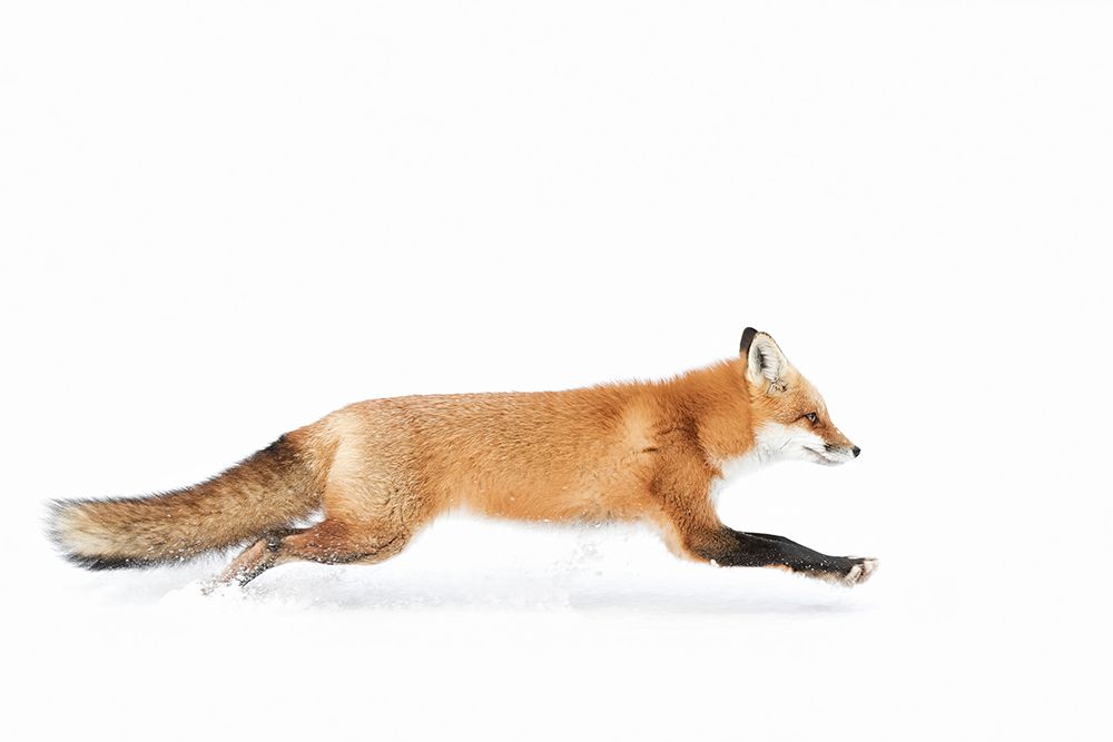 Red Fox on the Run art print by Jim Cumming for $57.95 CAD