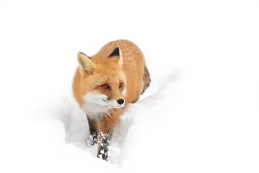 Red Fox Winter in Algonquin Park I art print by Jim Cumming for $57.95 CAD