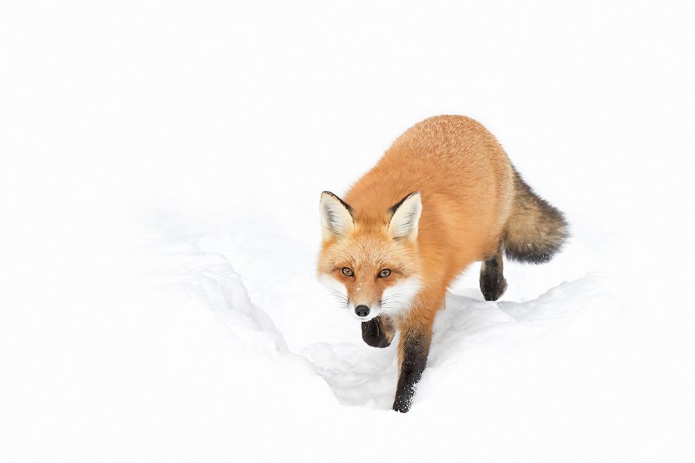 Red Fox Winter in Algonquin Park II art print by Jim Cumming for $57.95 CAD