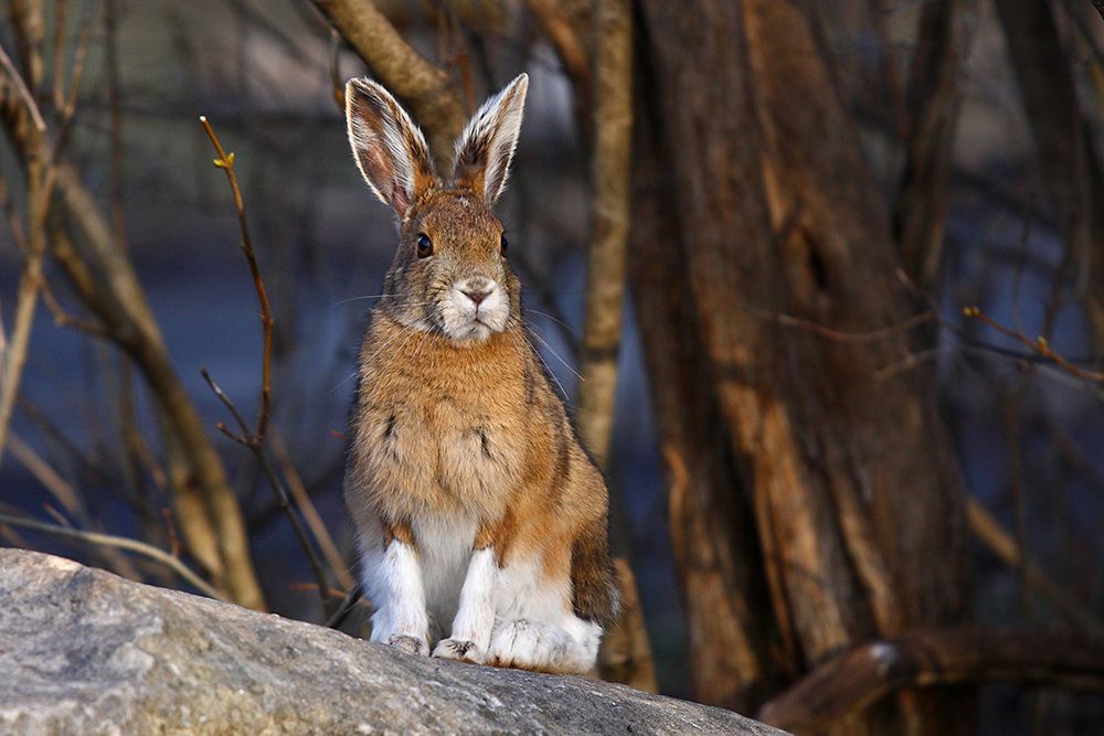 Snowshoe Hare - Hare to the Throne art print by Jim Cumming for $57.95 CAD