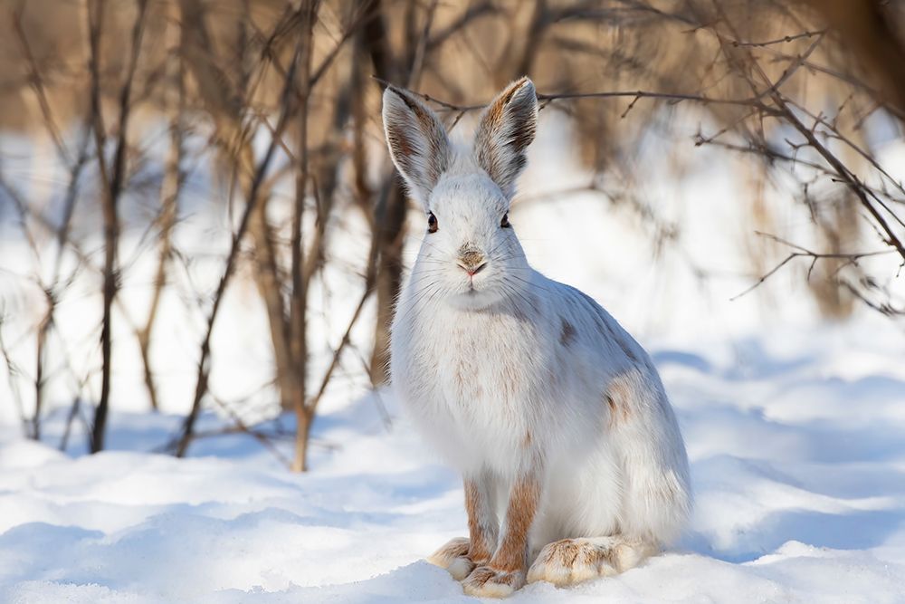 Snowshoe Hare in Winter I art print by Jim Cumming for $57.95 CAD