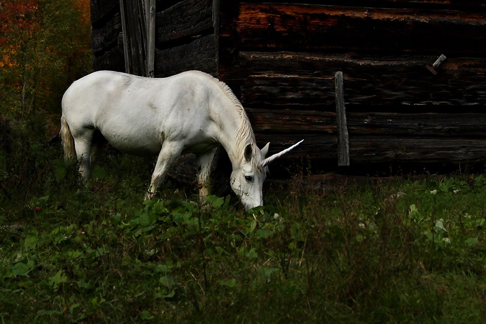 Unicorn - Do you Believe art print by Jim Cumming for $57.95 CAD